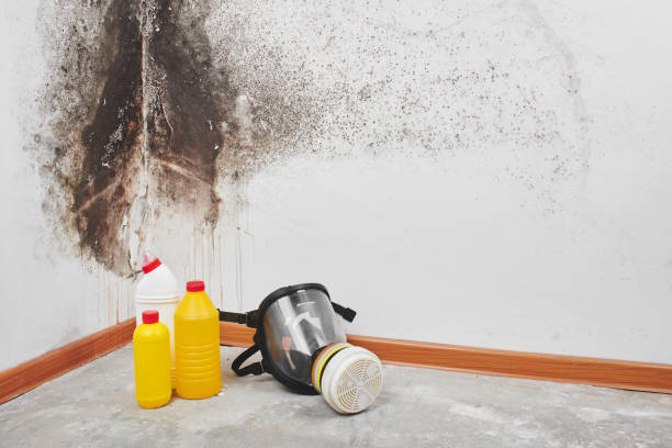 Best Mold Testing  in Rio, WI