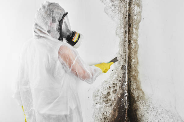 Best Commercial Mold Removal  in Rio, WI