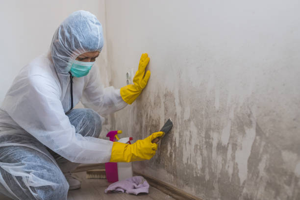 Best Black Mold Removal  in Rio, WI