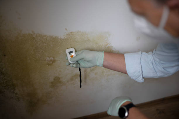 Best Mold Removal Specialists  in Rio, WI
