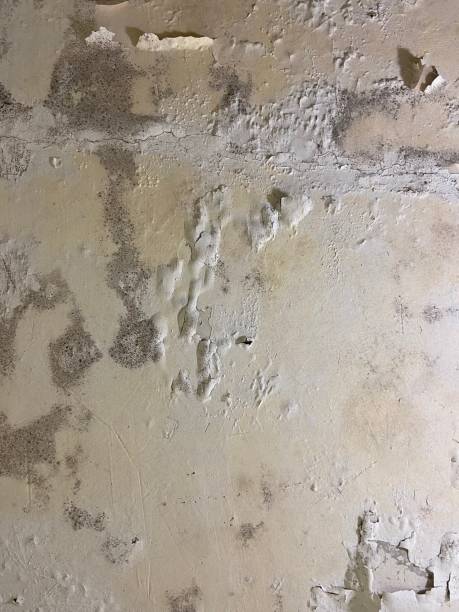 Best Toxic Mold Removal  in Rio, WI