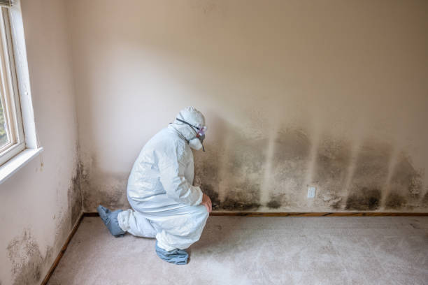 Best Emergency Mold Removal  in Rio, WI