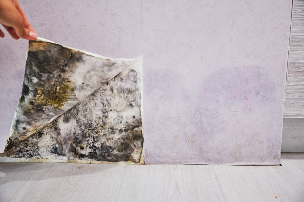 Best Attic Mold Removal  in Rio, WI